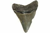 Fossil Megalodon Tooth - North Carolina #200681-1